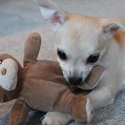 Chihuahua Bailey Royal