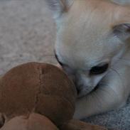 Chihuahua Bailey Royal