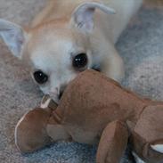 Chihuahua Bailey Royal