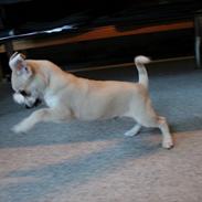 Chihuahua Bailey Royal