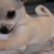 Chihuahua Bailey Royal