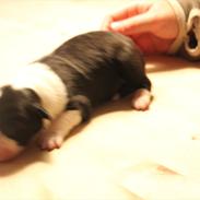 Border collie Mille