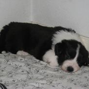 Border collie Mille