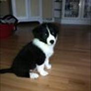 Border collie Mille