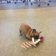 Fransk bulldog Tayson