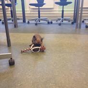 Fransk bulldog Tayson