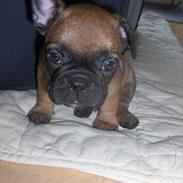 Fransk bulldog Tayson