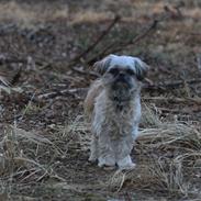 Shih tzu Gizmo *Besøgsven* 