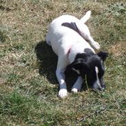 Dansk svensk gaardhund Ruth