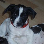 Dansk svensk gaardhund Ruth