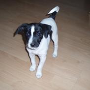 Dansk svensk gaardhund Ruth