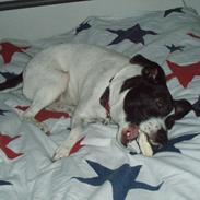 Dansk svensk gaardhund Ruth