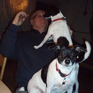 Dansk svensk gaardhund Ruth