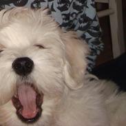 Bichon havanais Buller