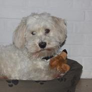 Bichon havanais Buller