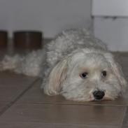 Bichon havanais Buller