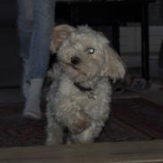 Bichon havanais Buller