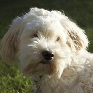 Bichon havanais Buller