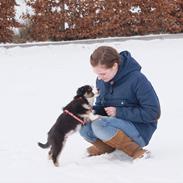 Australian shepherd Mille