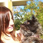 Cairn terrier Mathilde 