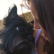 Cairn terrier Mathilde 