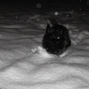 Cairn terrier Mathilde 