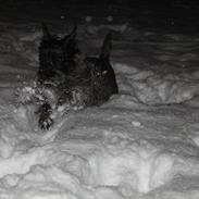 Cairn terrier Mathilde 
