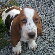 Basset hound <3 Maddy <3 [8/04/12 rejst til Nangijala]