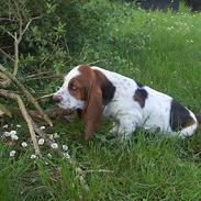 Basset hound <3 Maddy <3 [8/04/12 rejst til Nangijala]