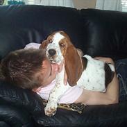 Basset hound <3 Maddy <3 [8/04/12 rejst til Nangijala]