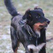 Australian shepherd Mikey