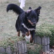 Australian shepherd Mikey