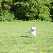 Chinese crested hårløs Valdemar