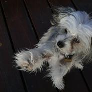 Chinese crested hårløs Valdemar