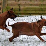 Rhodesian ridgeback Alika