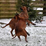 Rhodesian ridgeback Alika