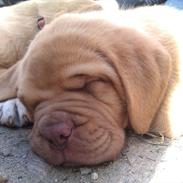 Dogue de bordeaux Kanto