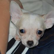 Chihuahua Bob