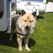 Eurasier Asklunds Charming Cornelius (Enzo)