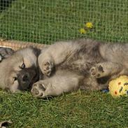 Eurasier Asklunds Charming Cornelius (Enzo)