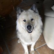 Eurasier Asklunds Charming Cornelius (Enzo)