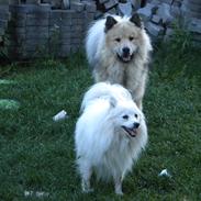 Eurasier Asklunds Charming Cornelius (Enzo)
