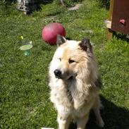 Eurasier Asklunds Charming Cornelius (Enzo)