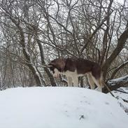 Siberian husky  showhusky zemabor Bosko