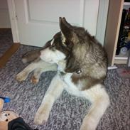 Siberian husky  showhusky zemabor Bosko