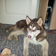 Siberian husky  showhusky zemabor Bosko