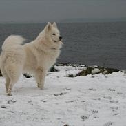 Samojedhund Basse