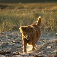 Nova scotia duck tolling retriever Bella