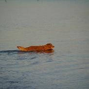 Nova scotia duck tolling retriever Bella