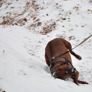 Rhodesian ridgeback Alika